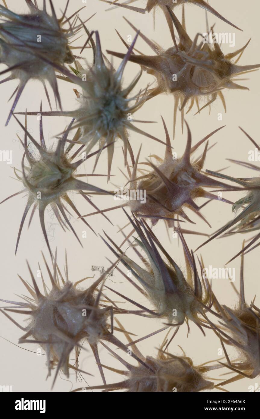 Close-up of goathead burrs (Tribulus terrestris) Stock Photo