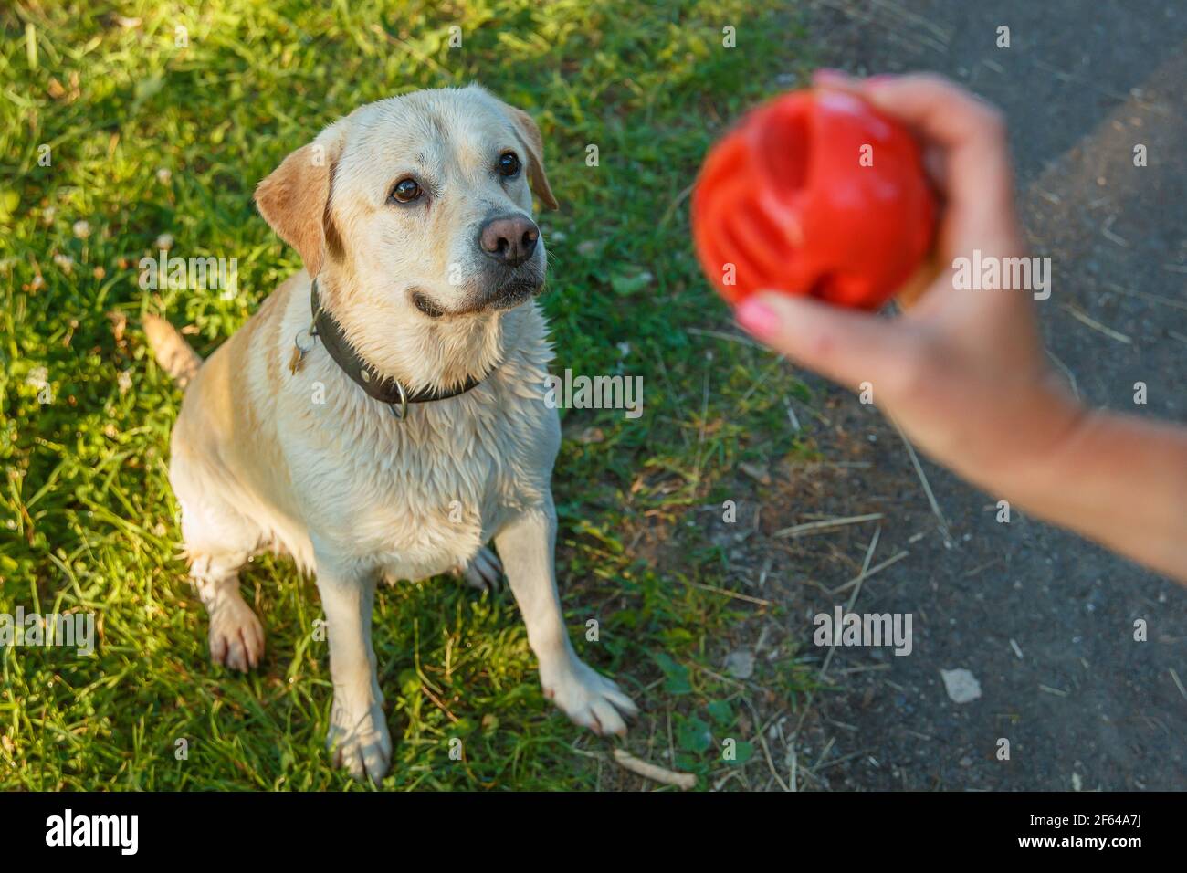 A wet Labrador dog is playing with a ball. Stock Photo