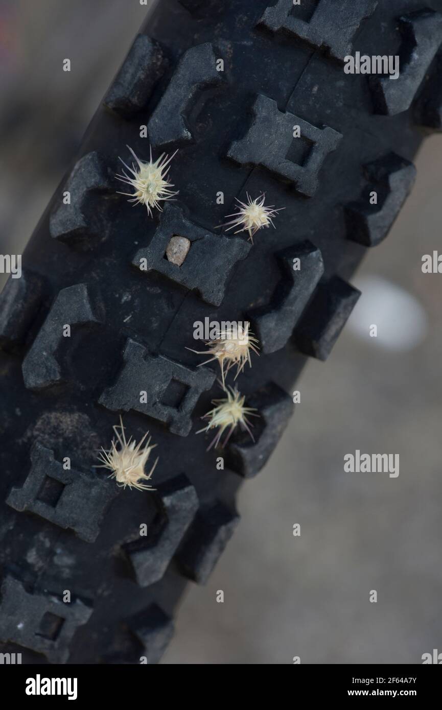 Goathead (Tribulus terrestris) burrs stuck in a bicycle tire Stock Photo