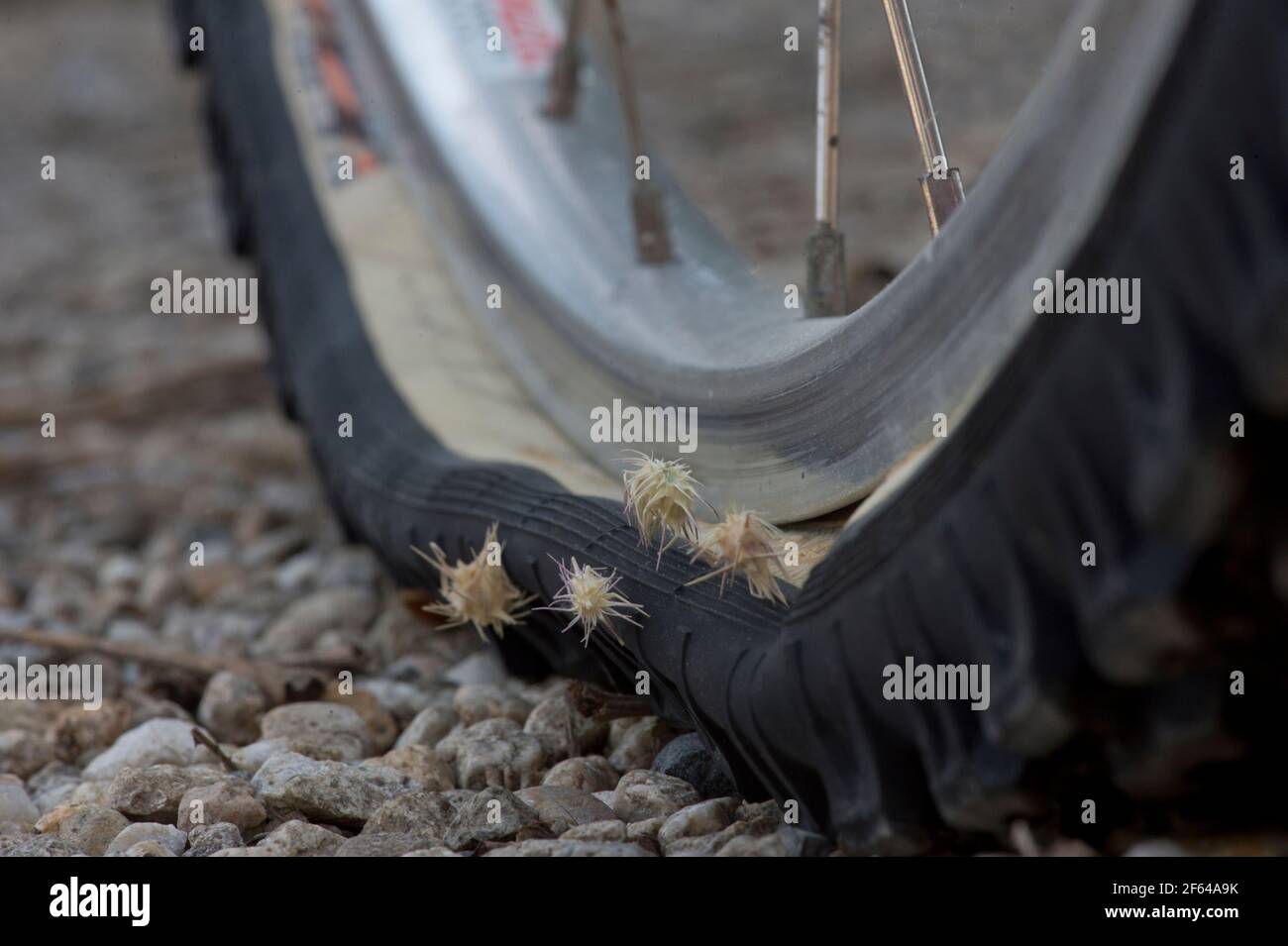 Goathead (Tribulus terrestris) burrs stuck in flat bicycle tire Stock Photo