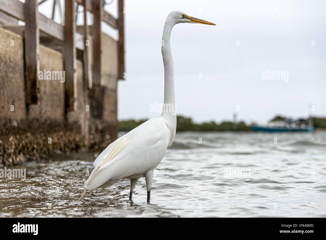 Great egret (Ardea alba) standing at the shoreline of Salt Run at Anastasia Lighthouse Boat Ramp on Anastasia Island in St. Augustine, FL. Stock Photo