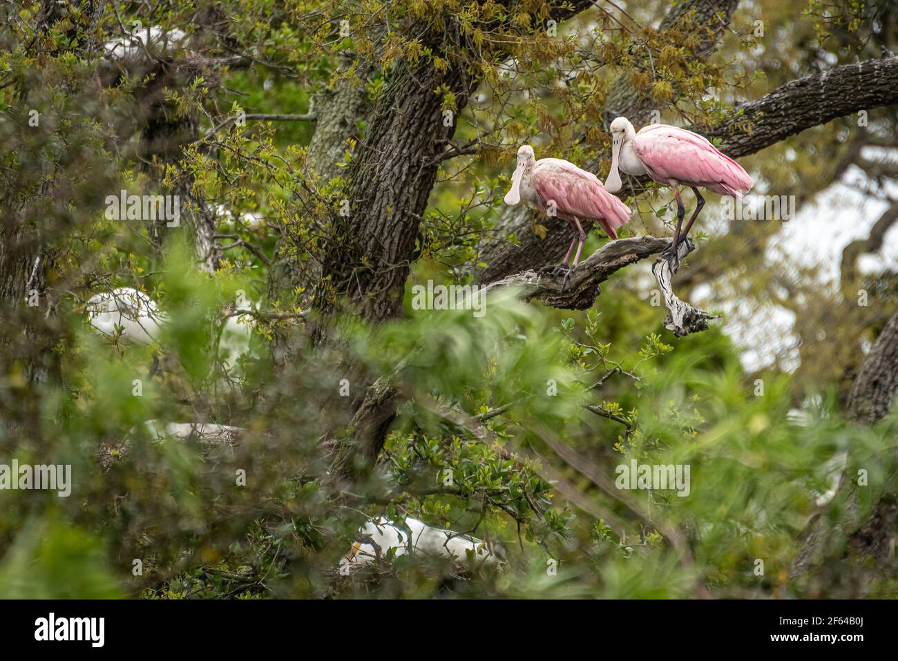 Roseate spoonbills (Platalea ajaja) and nesting great egrets (Ardea alba) at a wading bird rookery in St. Augustine, Florida. (USA) Stock Photo