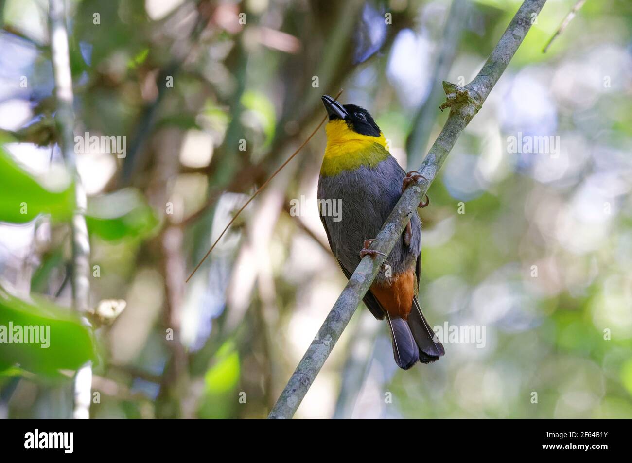 Nelicourvi weaver (Ploceus nelicourvi) Ranomafana, Madagascar Stock