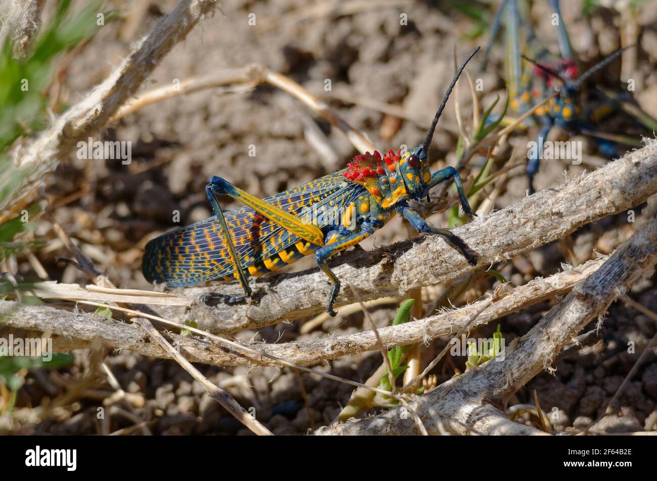 Psychedelic Grasshopper (Phymateus saxosus) - Madagascar Stock Photo ...