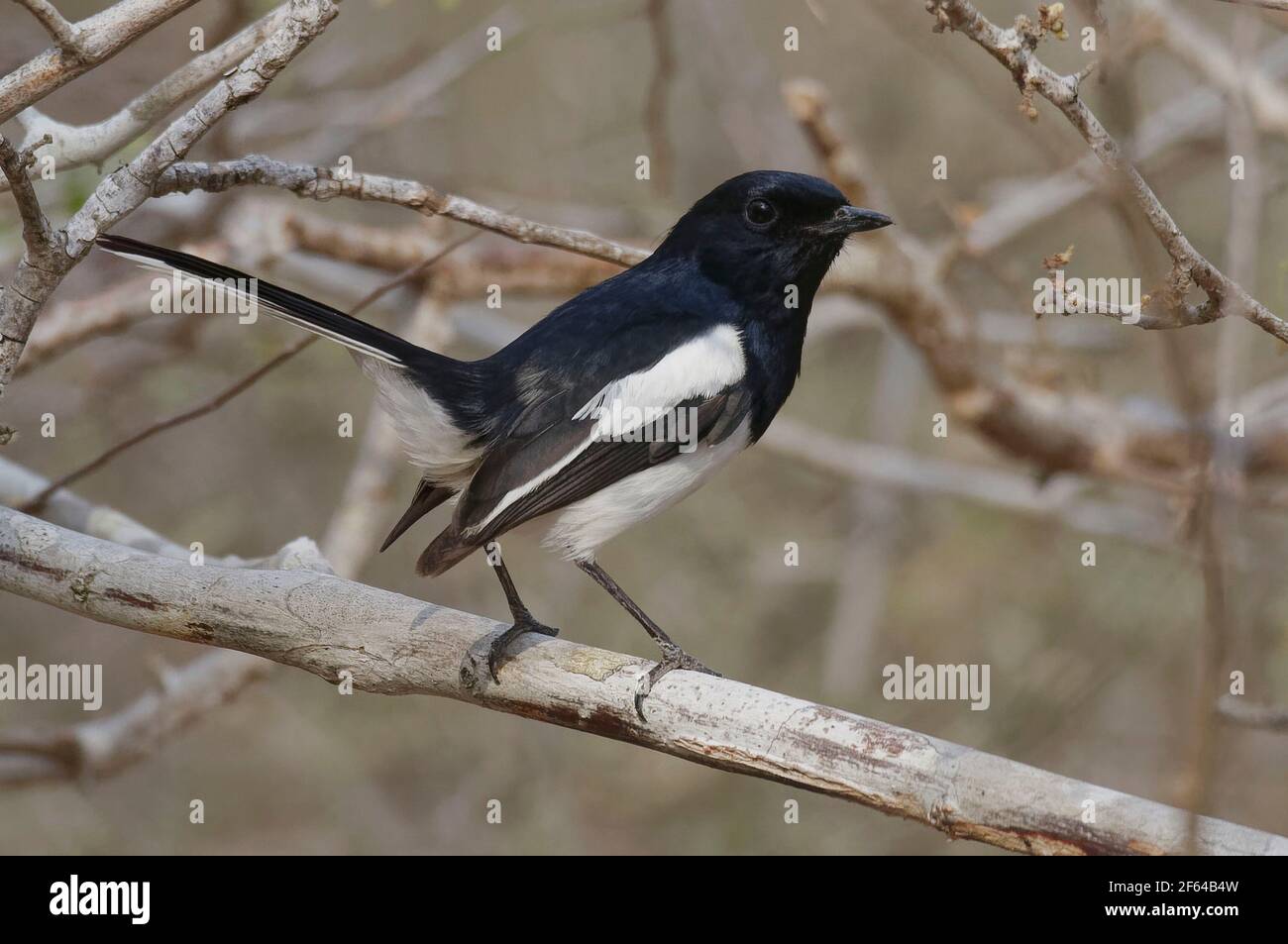 Madagascar Magpie Robin (Copsychus  albospecularis) - Madagascar Stock Photo