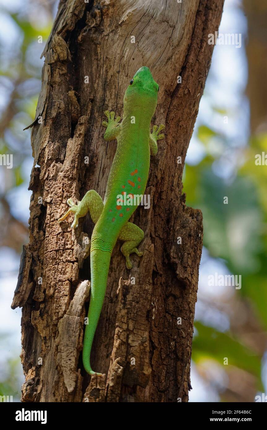 Madagascar giant day gecko (Phelsuma grandis) - Madagascar Stock Photo