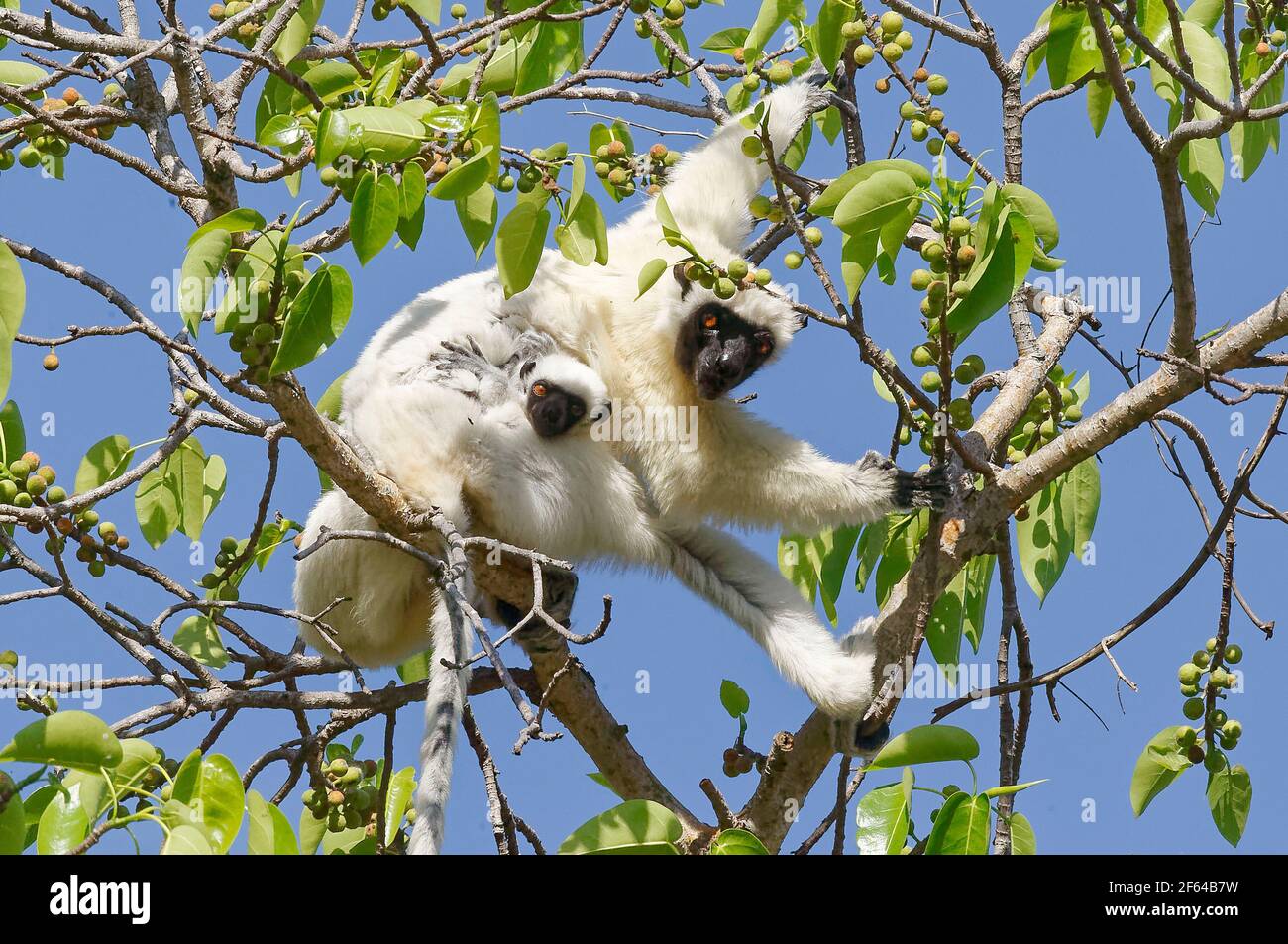 Von der Decken's sifaka (Propithecus deckenii) Madagascar Stock Photo