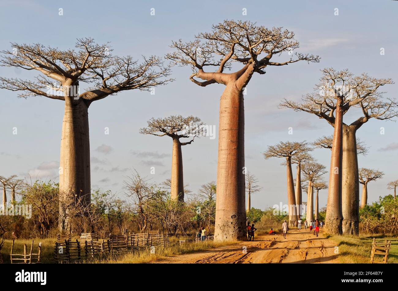 Extraordinary Avenue Of The Baobabs Madagascar Gallery