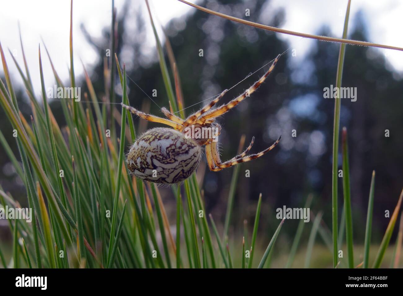 Oak spider (Aculepeira ceropegia) hanging on a thread Stock Photo