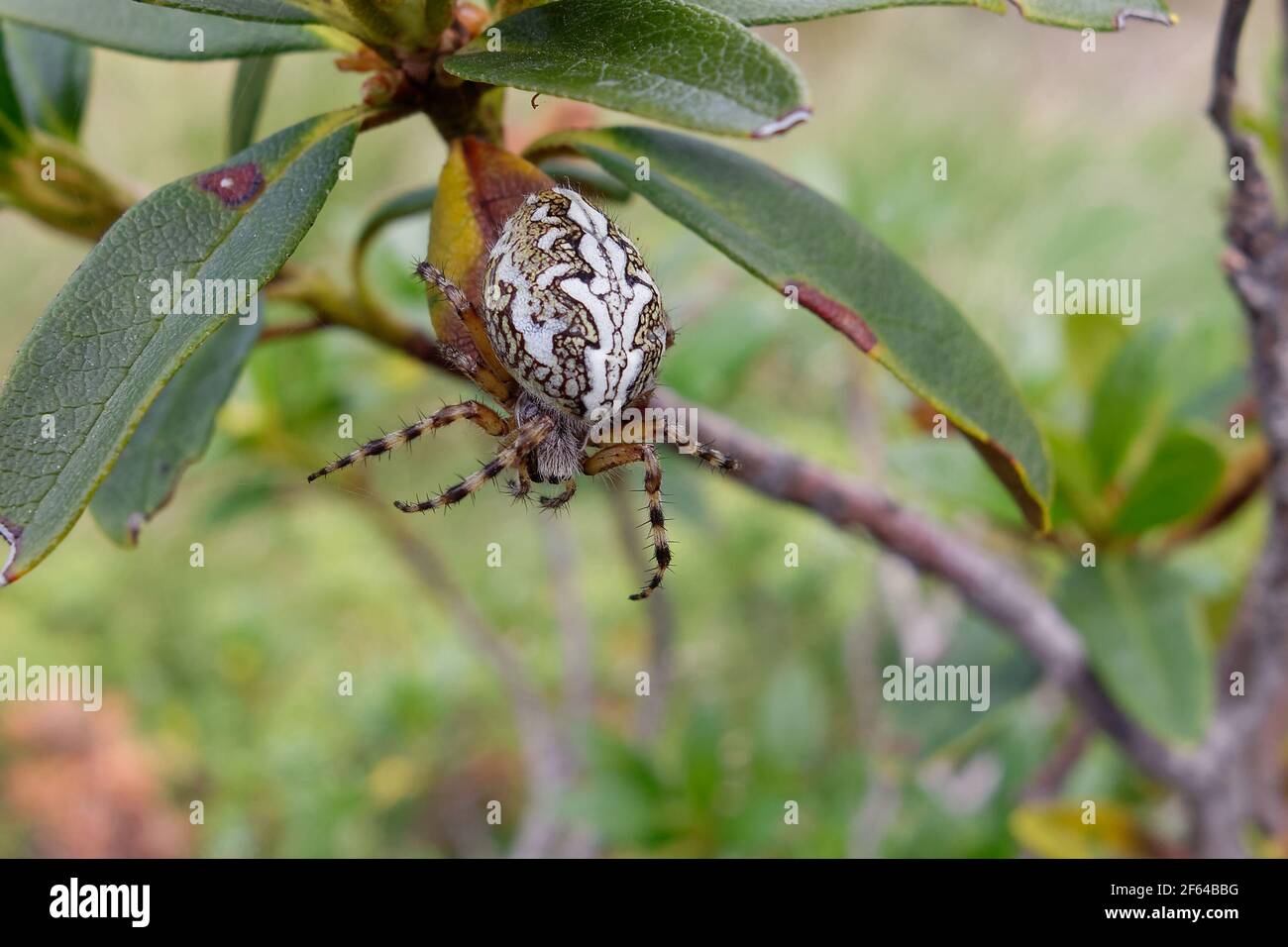 Oak spider (Aculepeira ceropegia) hanging on a thread Stock Photo