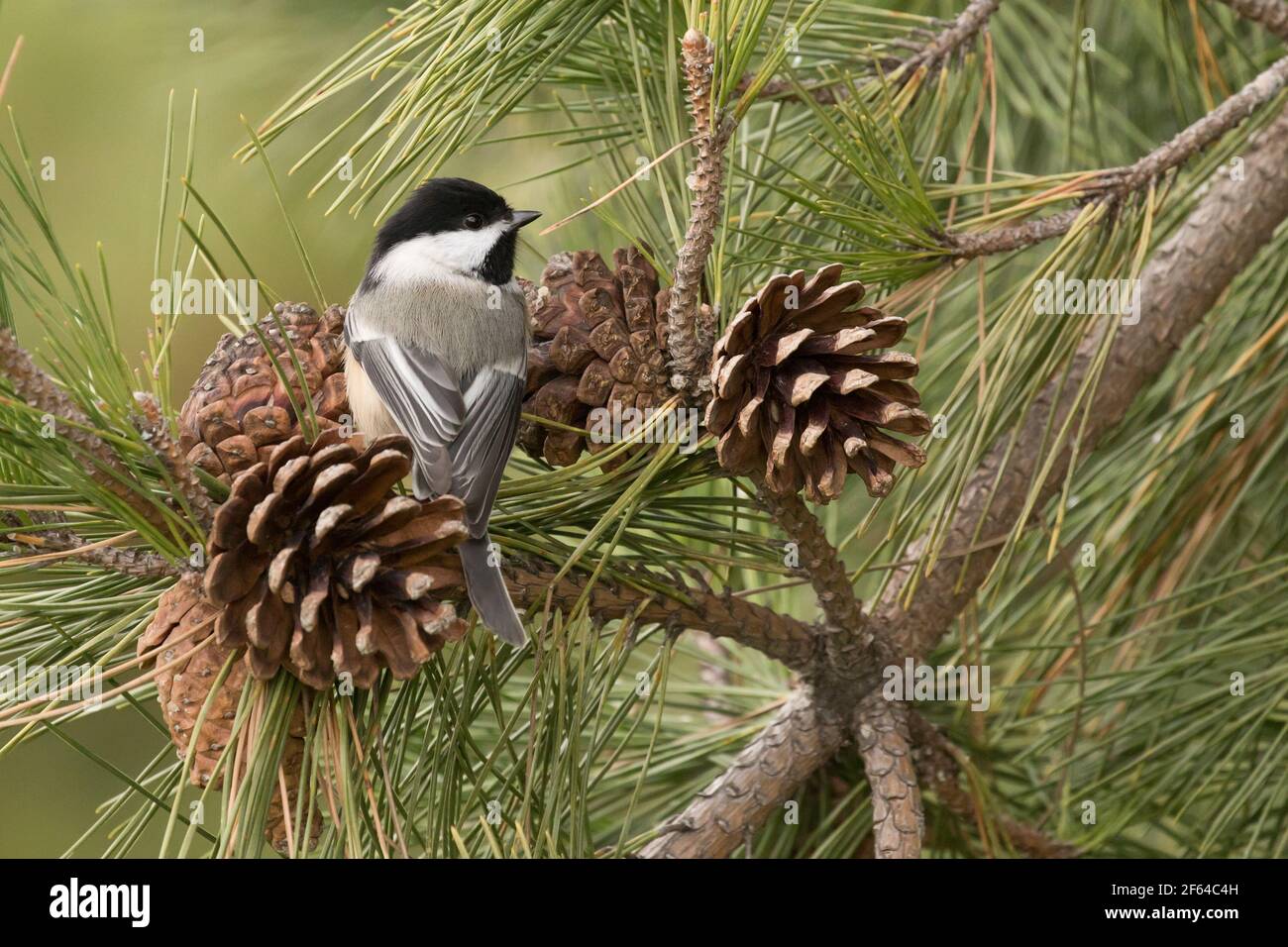 Black-capped Chickadee (Poecile atricapillus) perched in a pine tree with pine cones, Long Island, New York Stock Photo