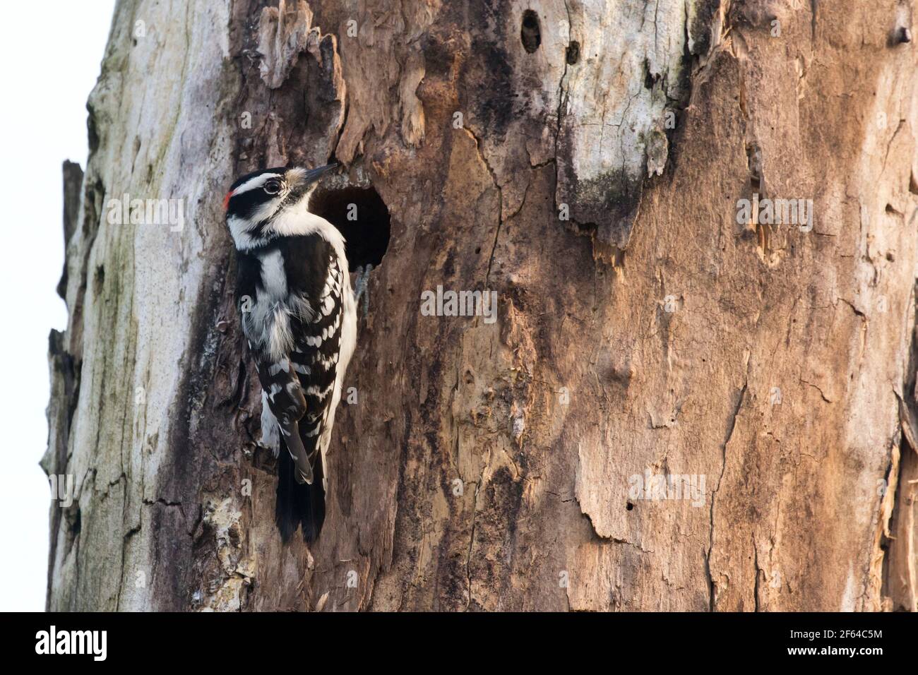Adult male Downy Woodpecker (Dryobates pubescens) on a tree in Long Island, New York Stock Photo