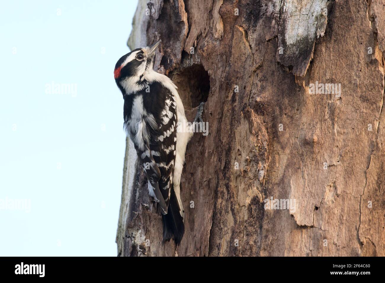 Adult male Downy Woodpecker (Dryobates pubescens) on a tree in Long Island, New York Stock Photo