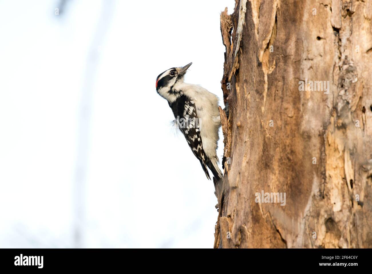 Adult male Downy Woodpecker (Dryobates pubescens) on a tree in Long Island, New York Stock Photo