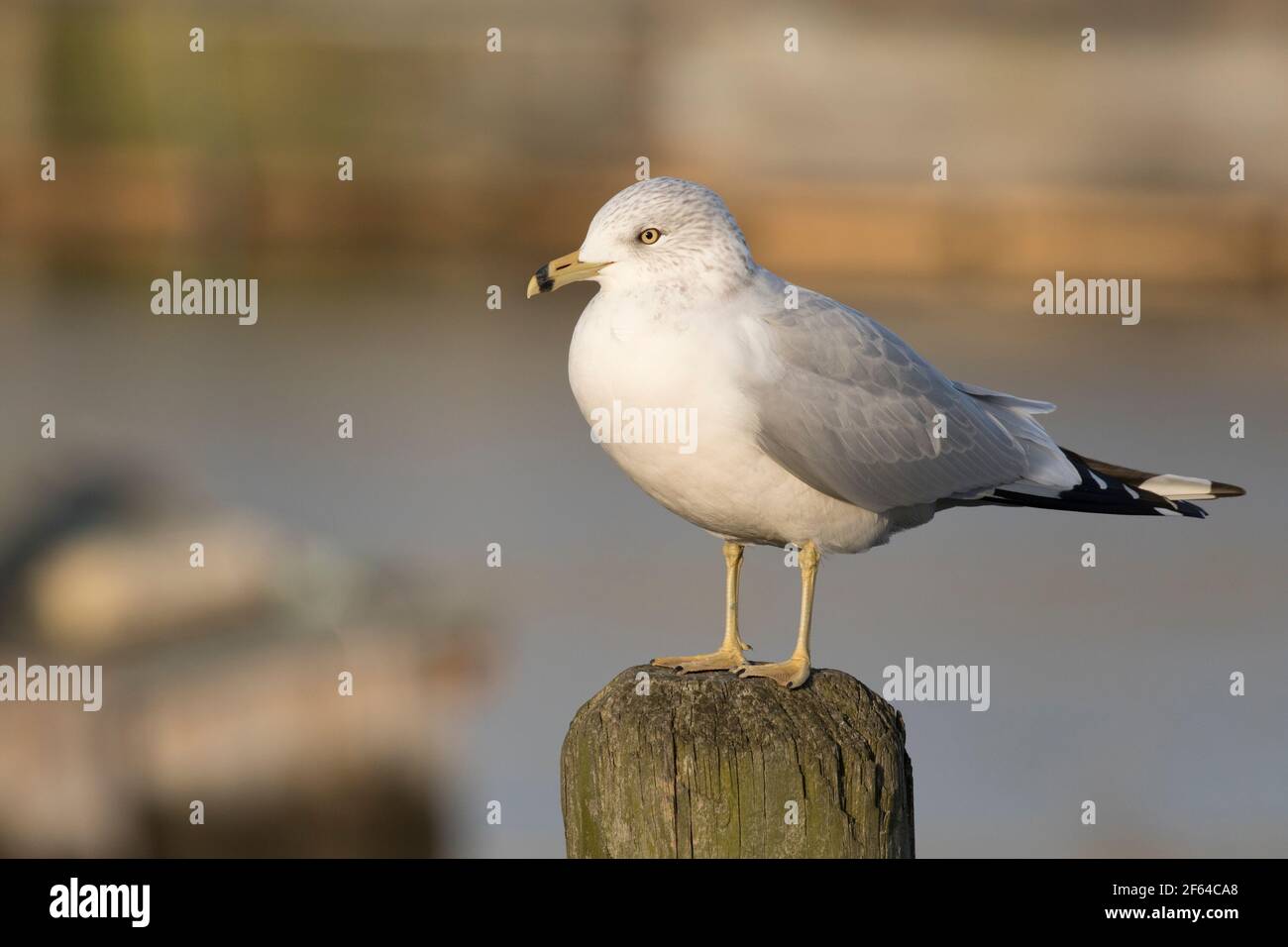 Non-breeding adult Ring-billed Gull (Larus delawarensis) perched on a piling in Long Island, New York Stock Photo