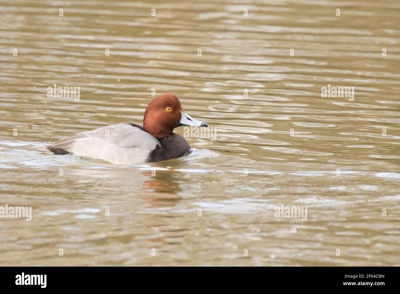 Redhead (Aythya americana) duck swimming on lake in Long Island, New York Stock Photo