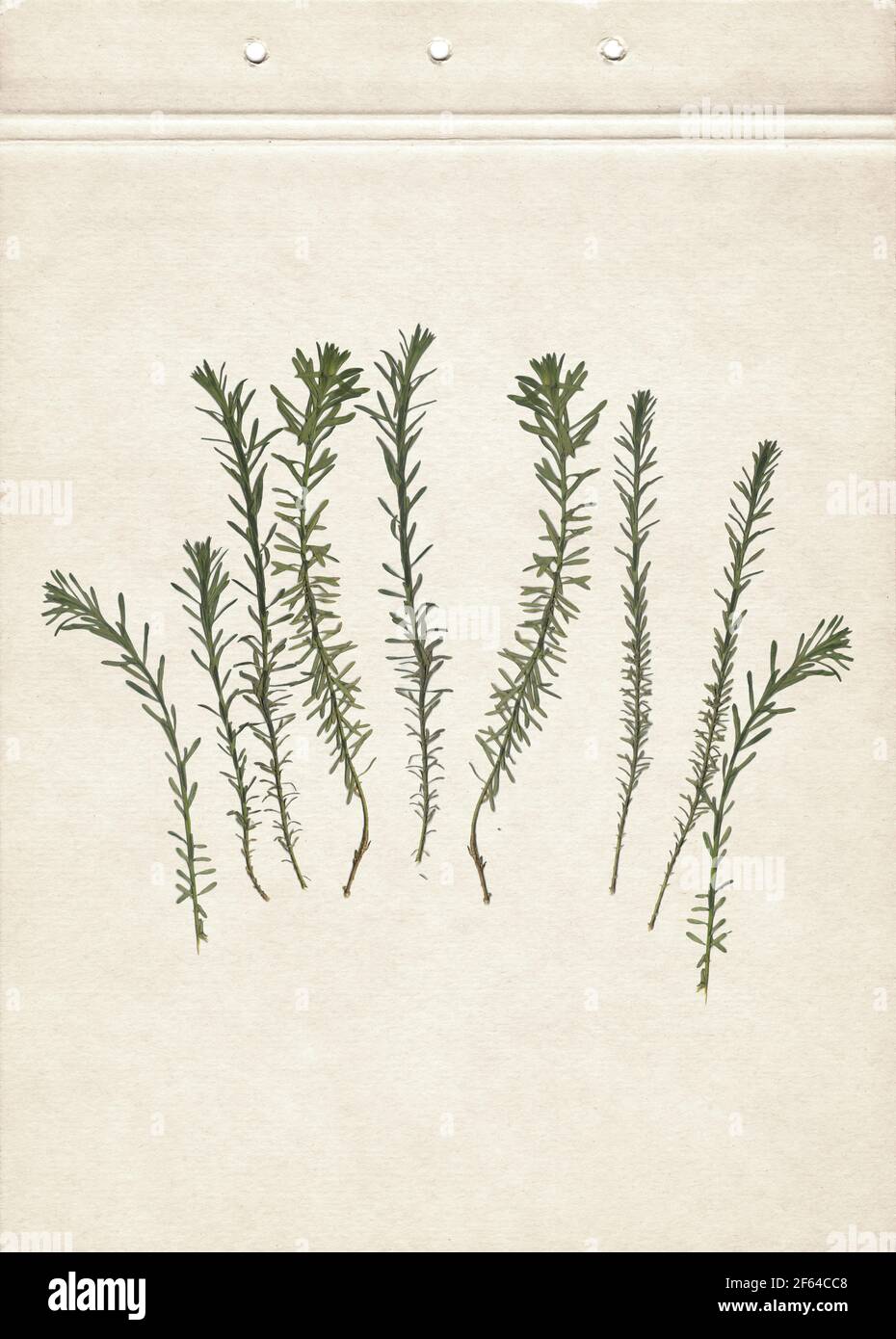 Pressed and dried herbs. Scanned image. Vintage herbarium background on old paper.  Composition of the grass on a cardboard. Stock Photo