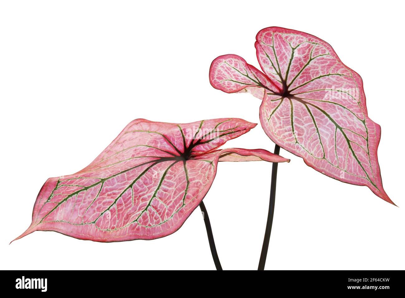 Pink Leaves Green Veins of Caladium Plant Isolated on White Background with Clipping Path Stock