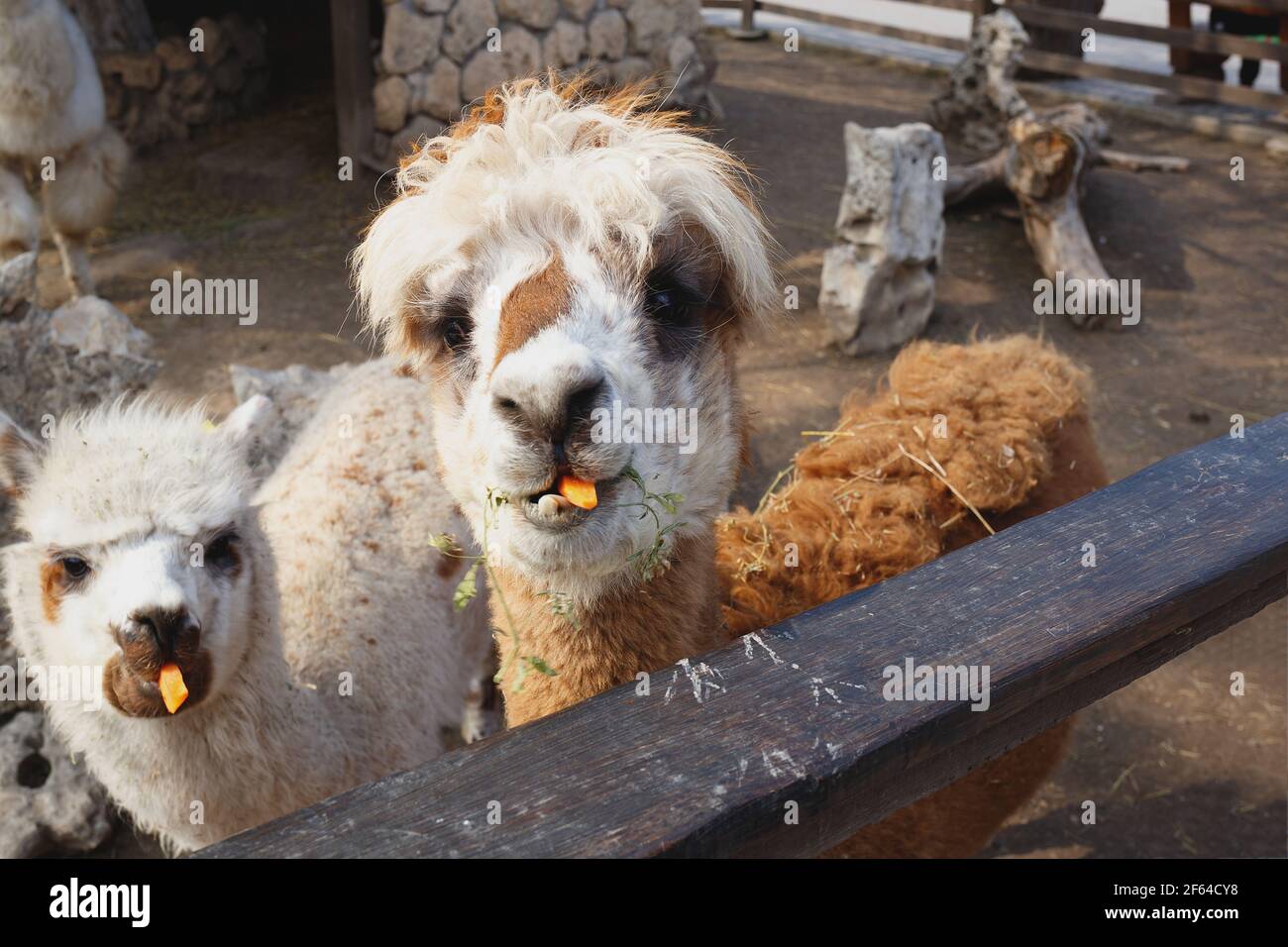 two cute young white llamas eating carrots at the zoo Stock Photo Alamy