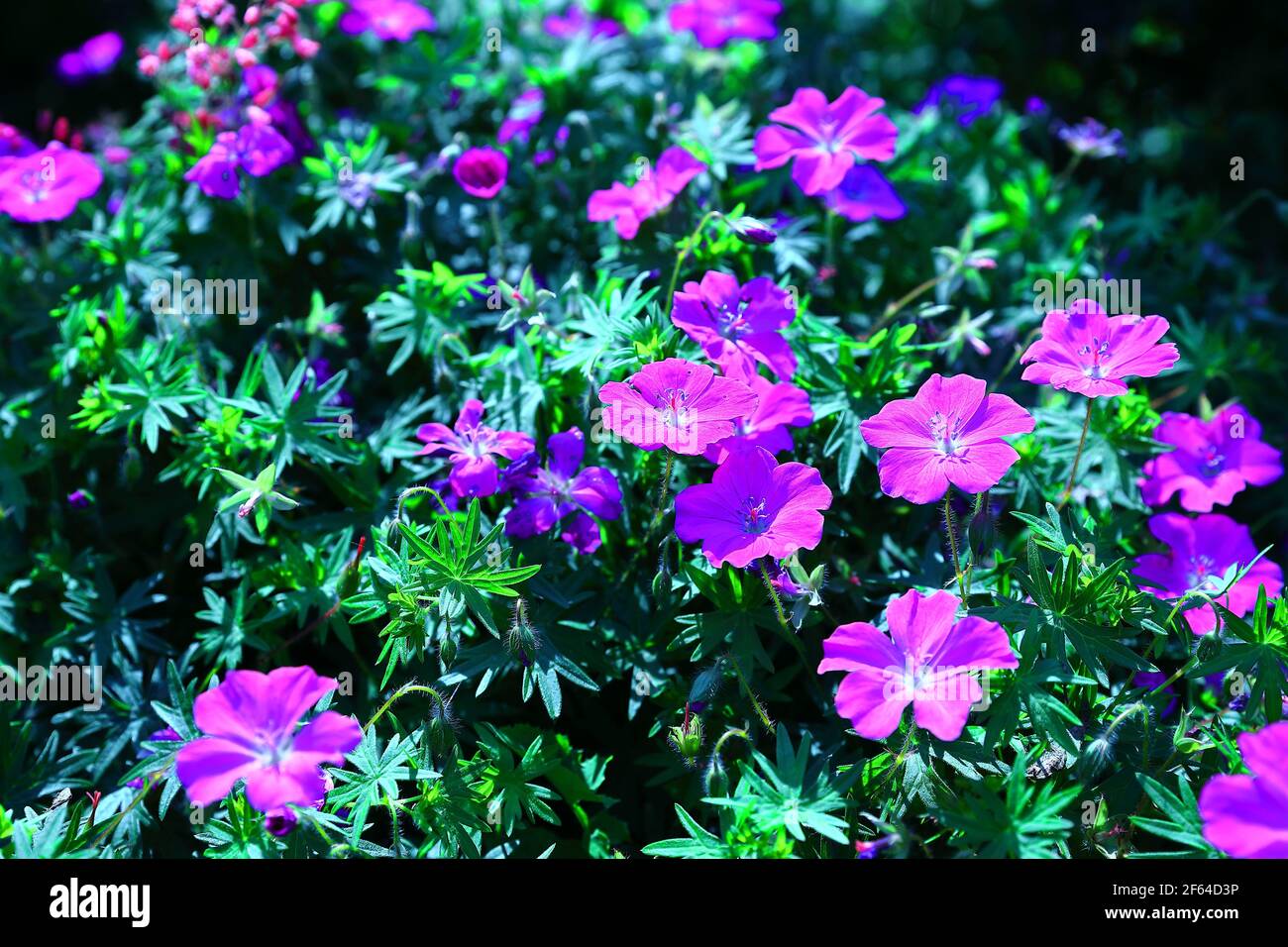Pink flowers botanical hi-res stock photography and images - Alamy
