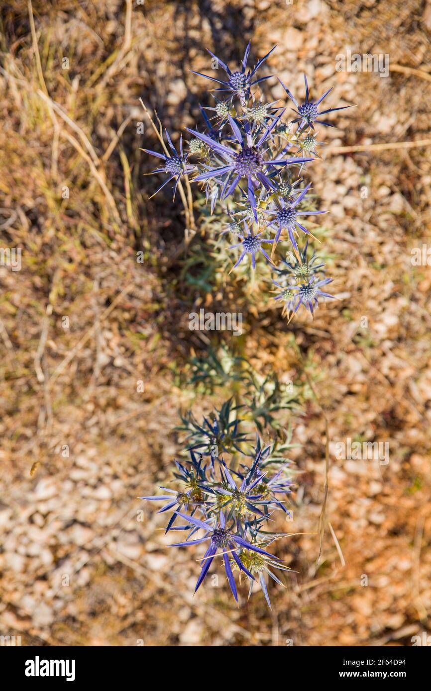 View of the Calcatreppola ametistina also called Eryngium amethystinum in the summer season Stock Photo