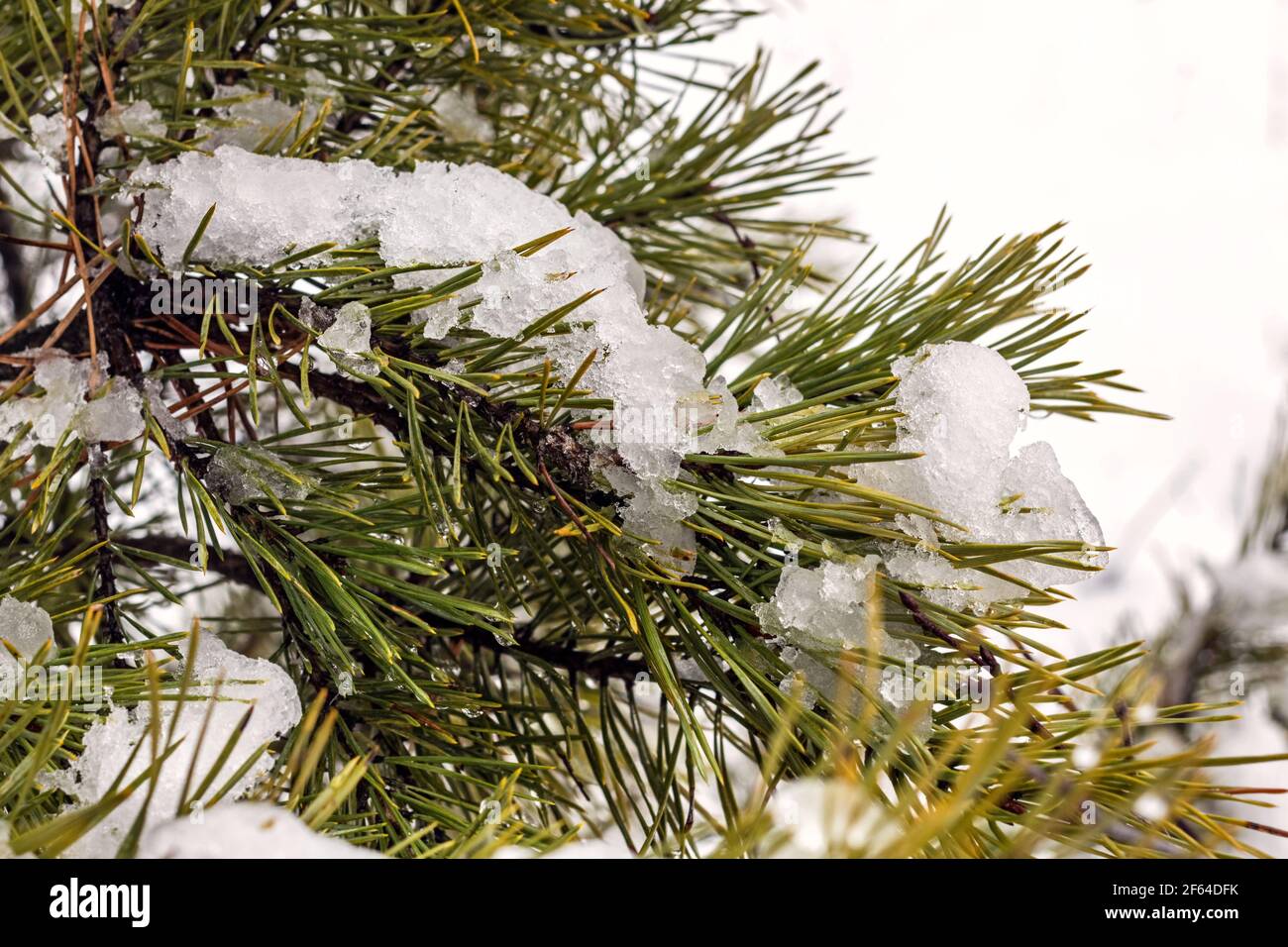 Real soft wet snow on pine needles at cloudy winter day Stock Photo