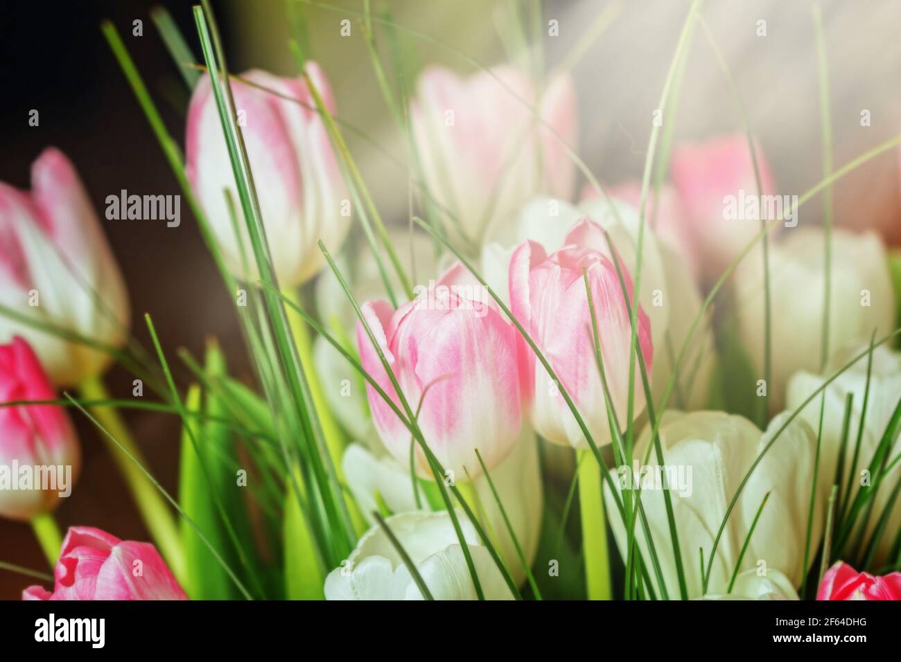 Real pretty pink and white tulips in sunny spring rays Stock Photo - Alamy