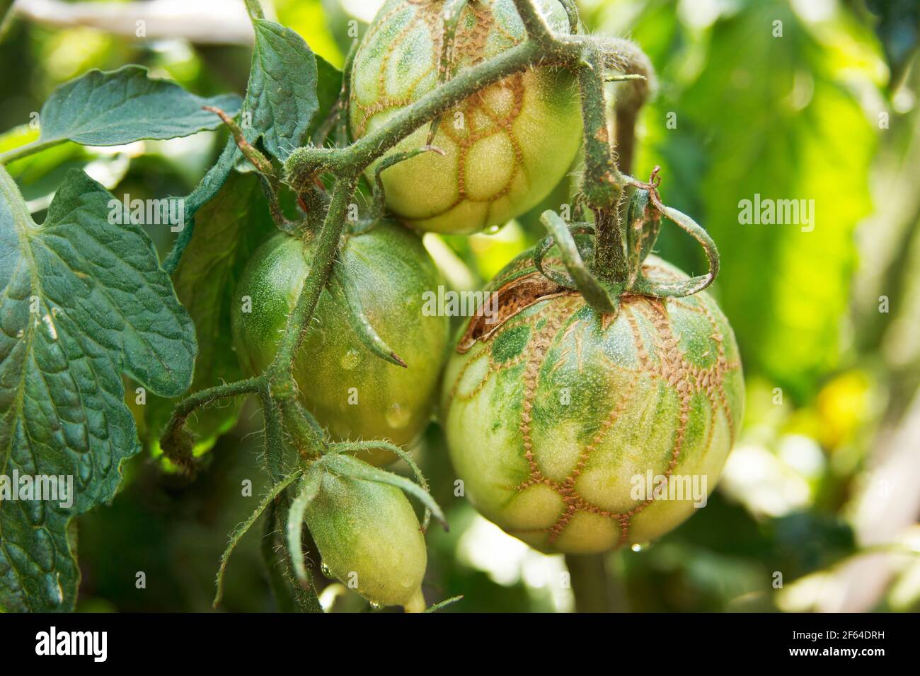 Tomato diseases hires stock photography and images Alamy