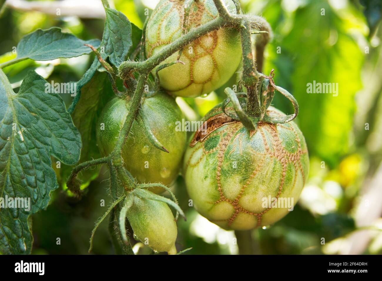 Diseases of tomatoes. Tomato zippering. Thin brown necrotic scars on the fruits. Zipper-like lesion. Groovers into the fruit flesh and deformation of Stock Photo