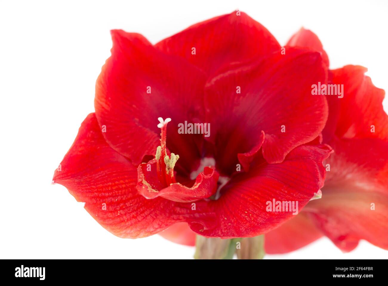 blooming red amaryllis flower Stock Photo