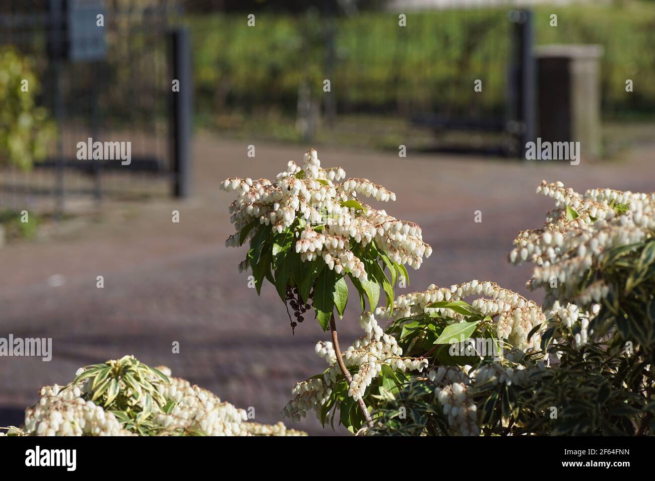 Branch of a flowering Pieris (Pieris japonica variegata). Blurred background. Heath, heather family (Ericaceae). Variegated and green foliage. Spring, Stock Photo