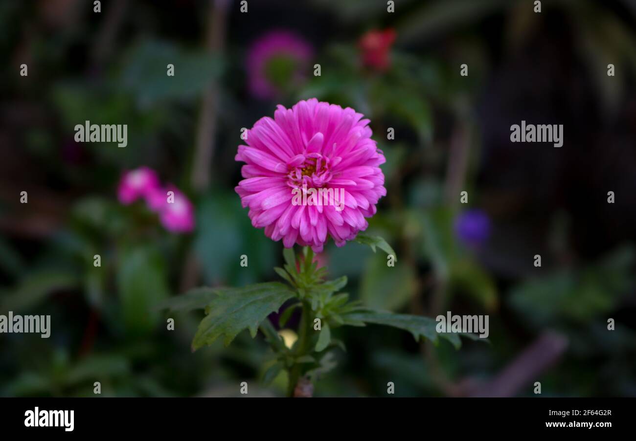 A beautiful multilayers Pink Aster flower in a tree with green leaves and blurry background. Stock Photo