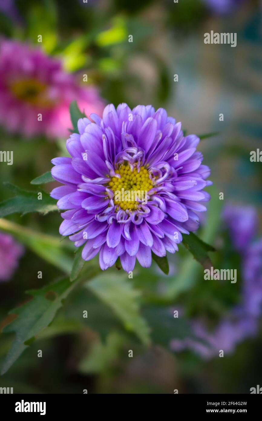 A beautiful closeup of violet Aster flower in a tree with a blurry background. Stock Photo