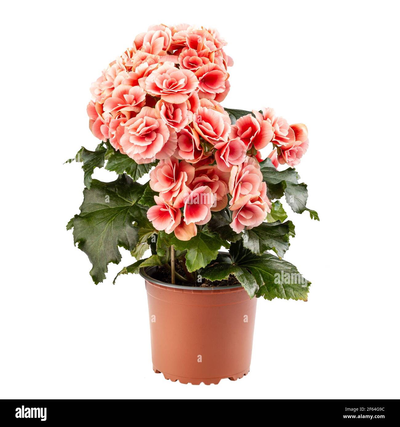 Elatior Begonias the perfect indoor plant in brown flower pot on white background Stock Photo
