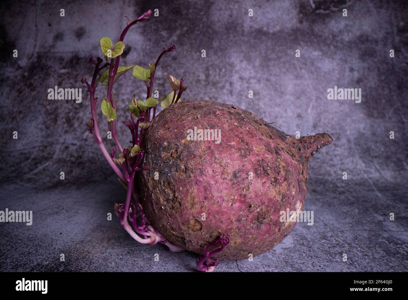 A sweet potato harvested in the Philippines which having been left for