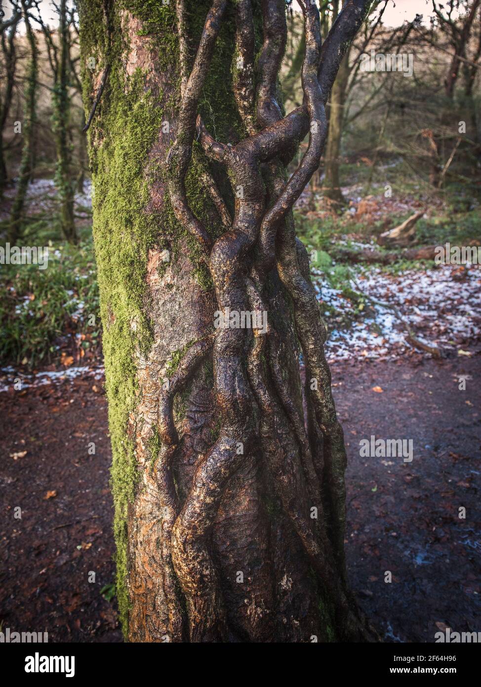 The twisted sinuous roots growing on the moss covered trunk of a Beech