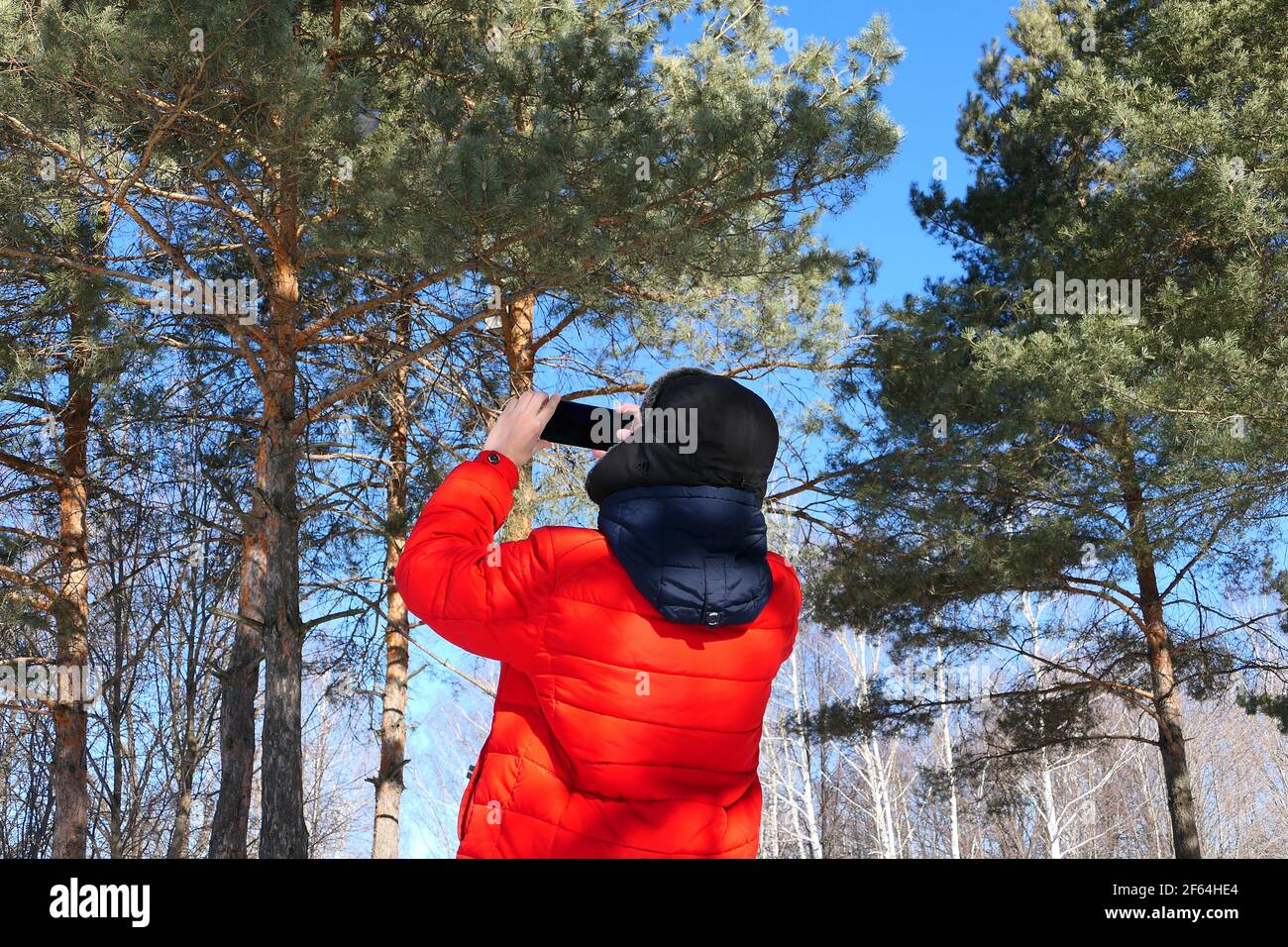 Man and nature. A young man in winter in bright clothes takes photos in nature. Coniferous forest and blue sky Stock Photo