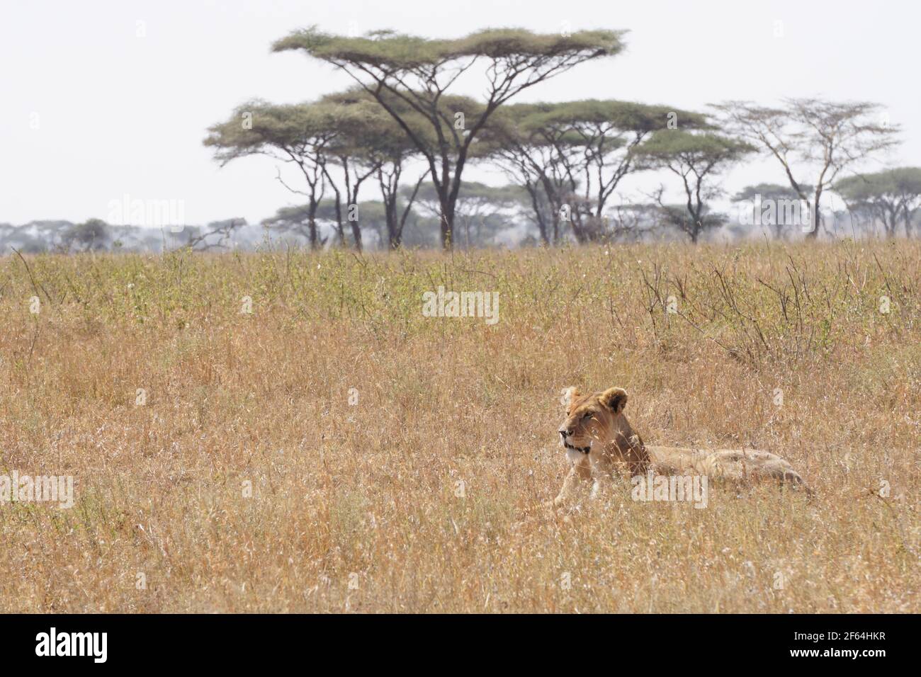 Hunting lion hires stock photography and images Alamy