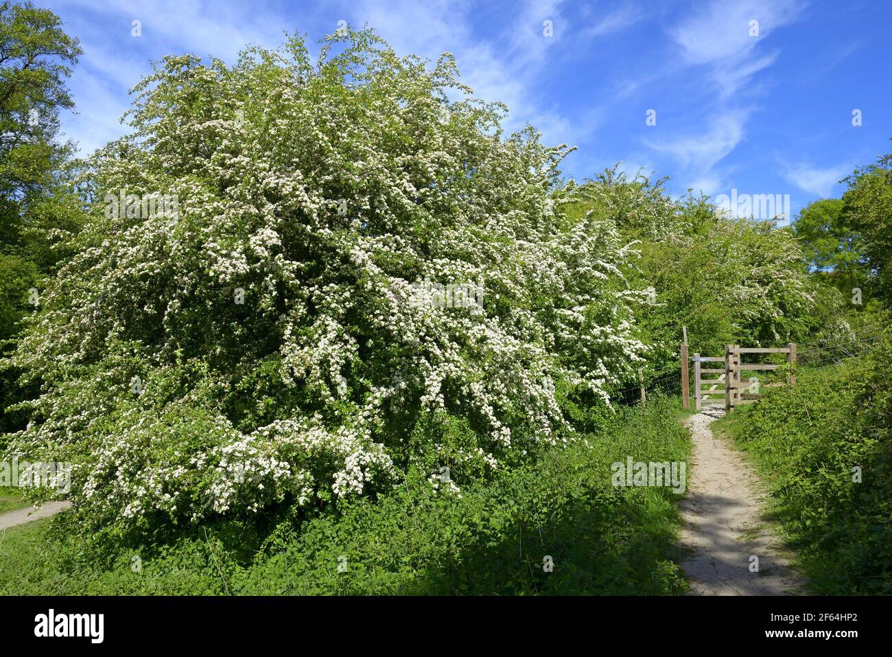 Loose Village, Kent, UK. Springtime in the Kent countryside - footpath and hawthorn tree Stock Photo