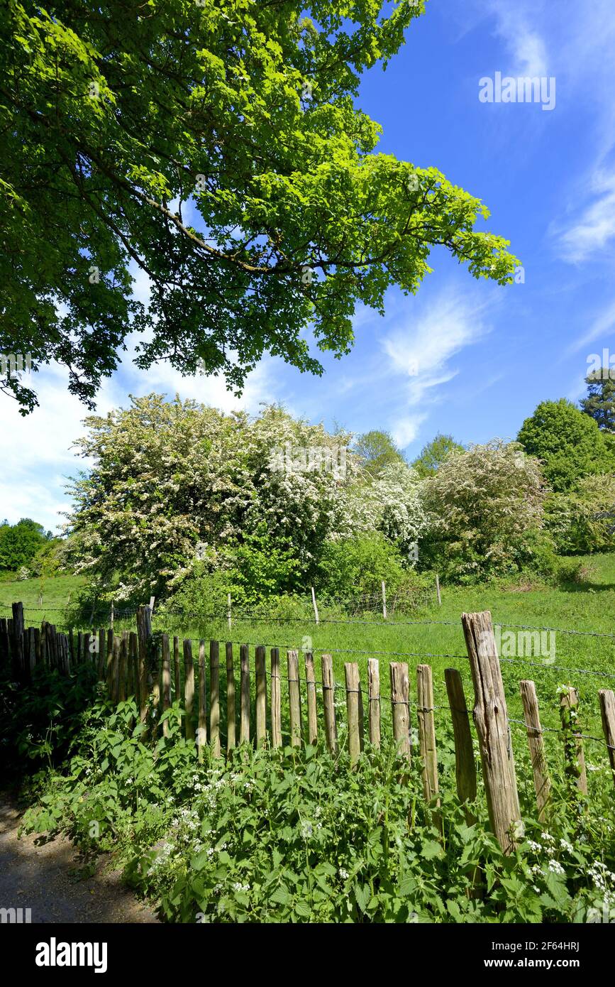 Loose Village, Kent, UK. Springtime in the Kent countryside Stock Photo