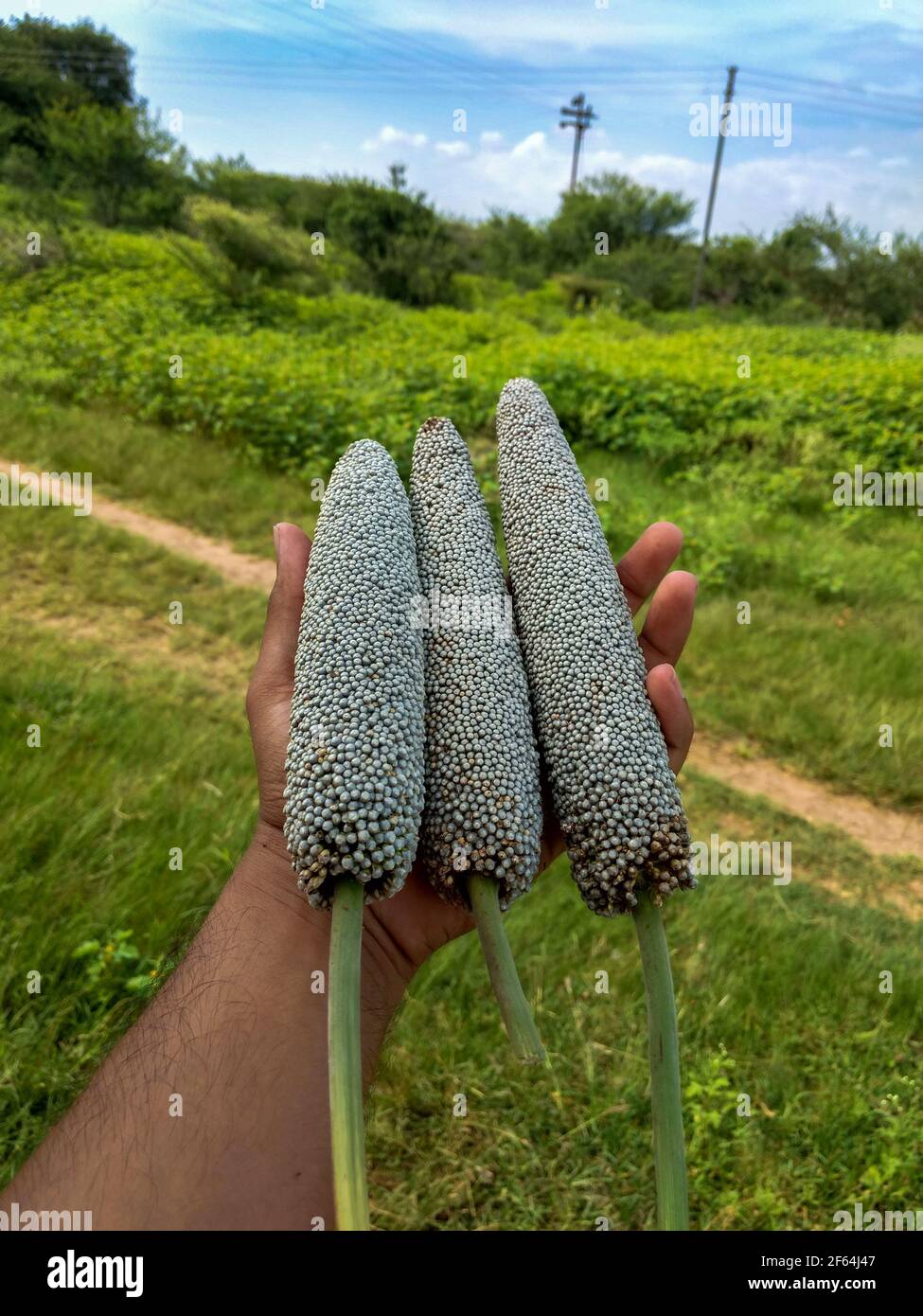 Pearl millet plant hires stock photography and images Alamy