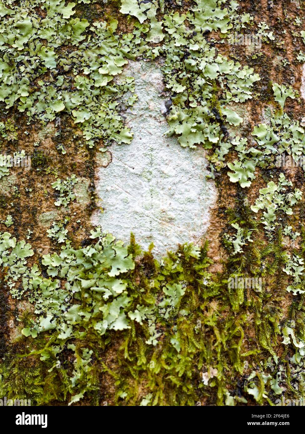 Very close-up and interesting natural patterns and textures on the ...