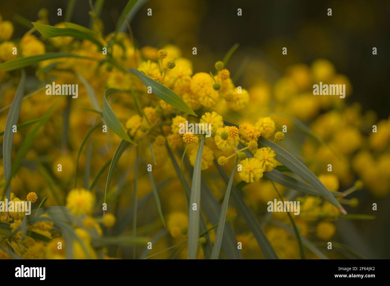 Flora of Gran Canaria - Acacia saligna aka golden wreath wattle, introduced invasive plant natural macro floral background Stock Photo