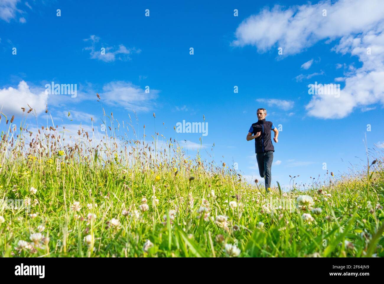 Mature man running, jogging downhill on grass footpath on hill in wildflower meadow, countryside. UK Stock Photo