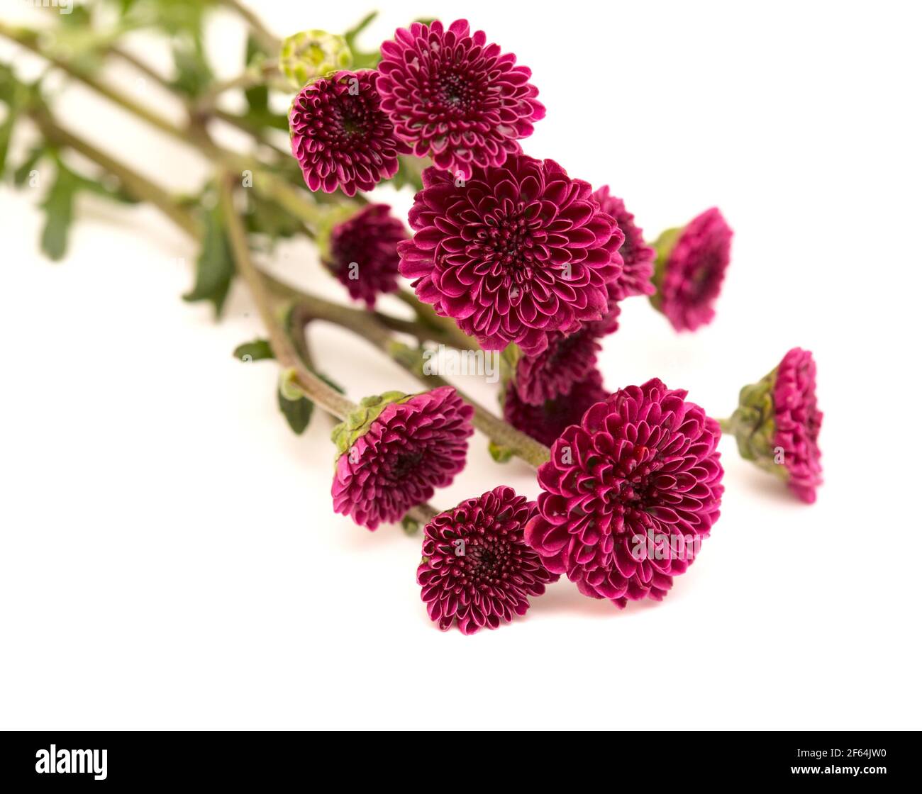 Dark purple small Chrysanthemum inflorescences,  isolated on white background Stock Photo