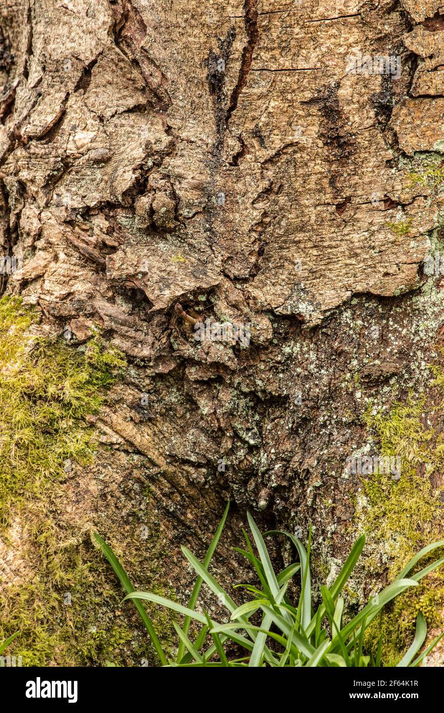 Very close-up and interesting natural patterns and textures on the ...
