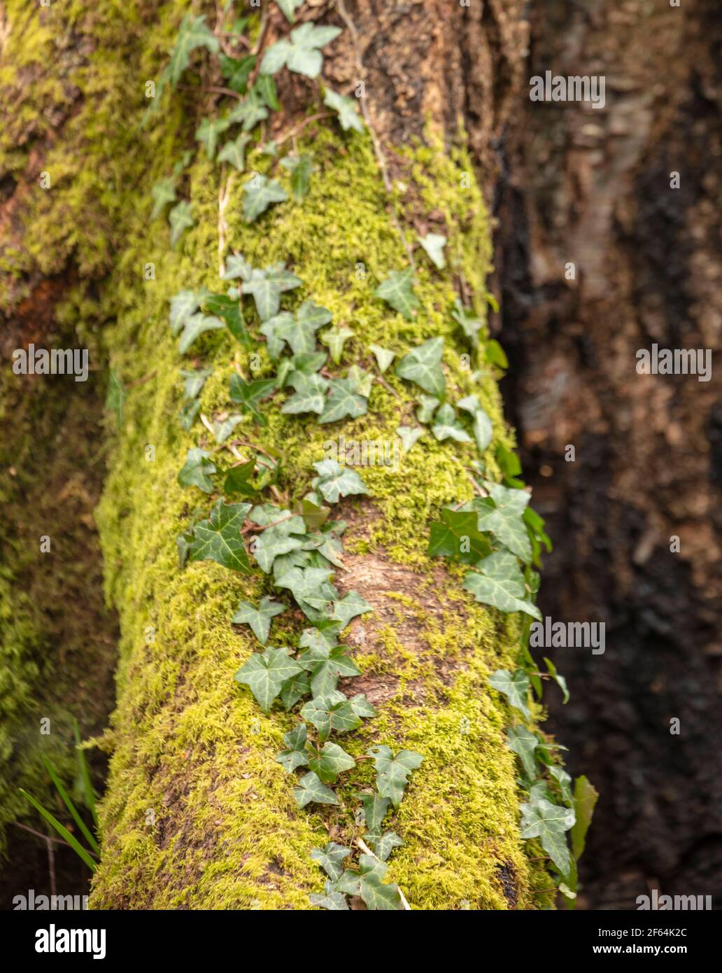 Very close-up and interesting natural patterns and textures on the ...