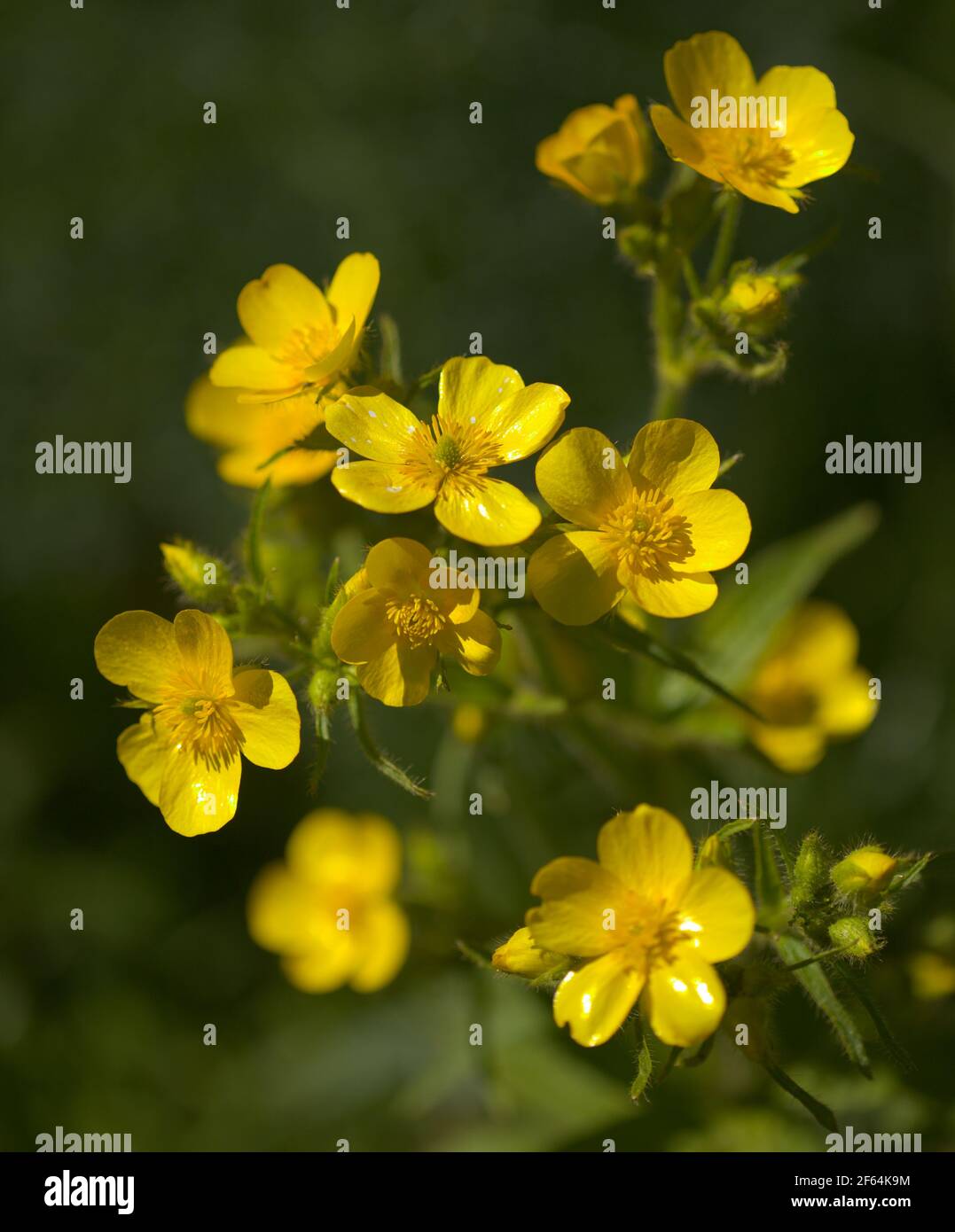 Flora of Gran Canaria - bright yellow flowers of Ranunculus cortusifolius, Canary buttercup natural macro floral background Stock Photo