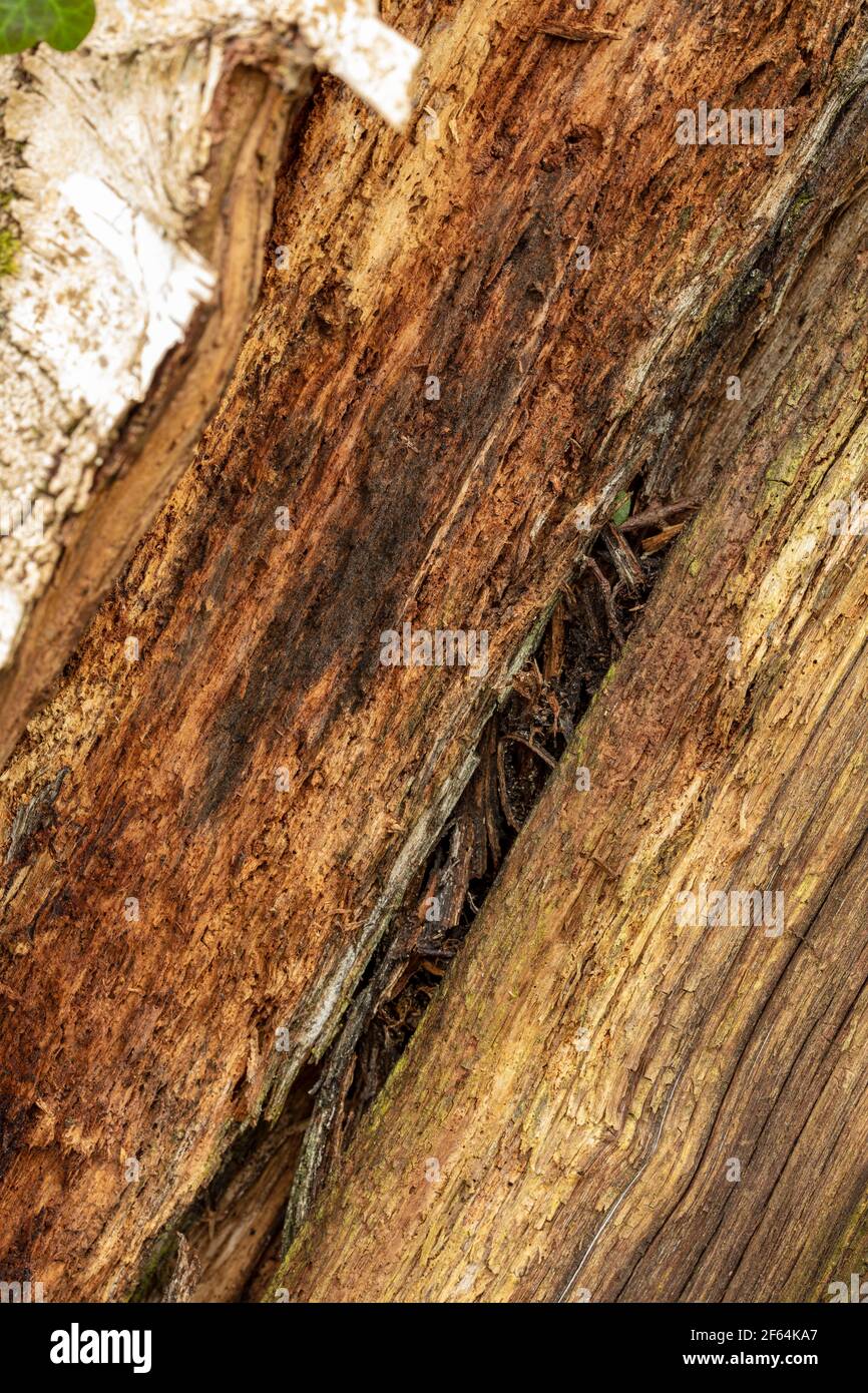Very close-up and interesting natural patterns and textures on the ...