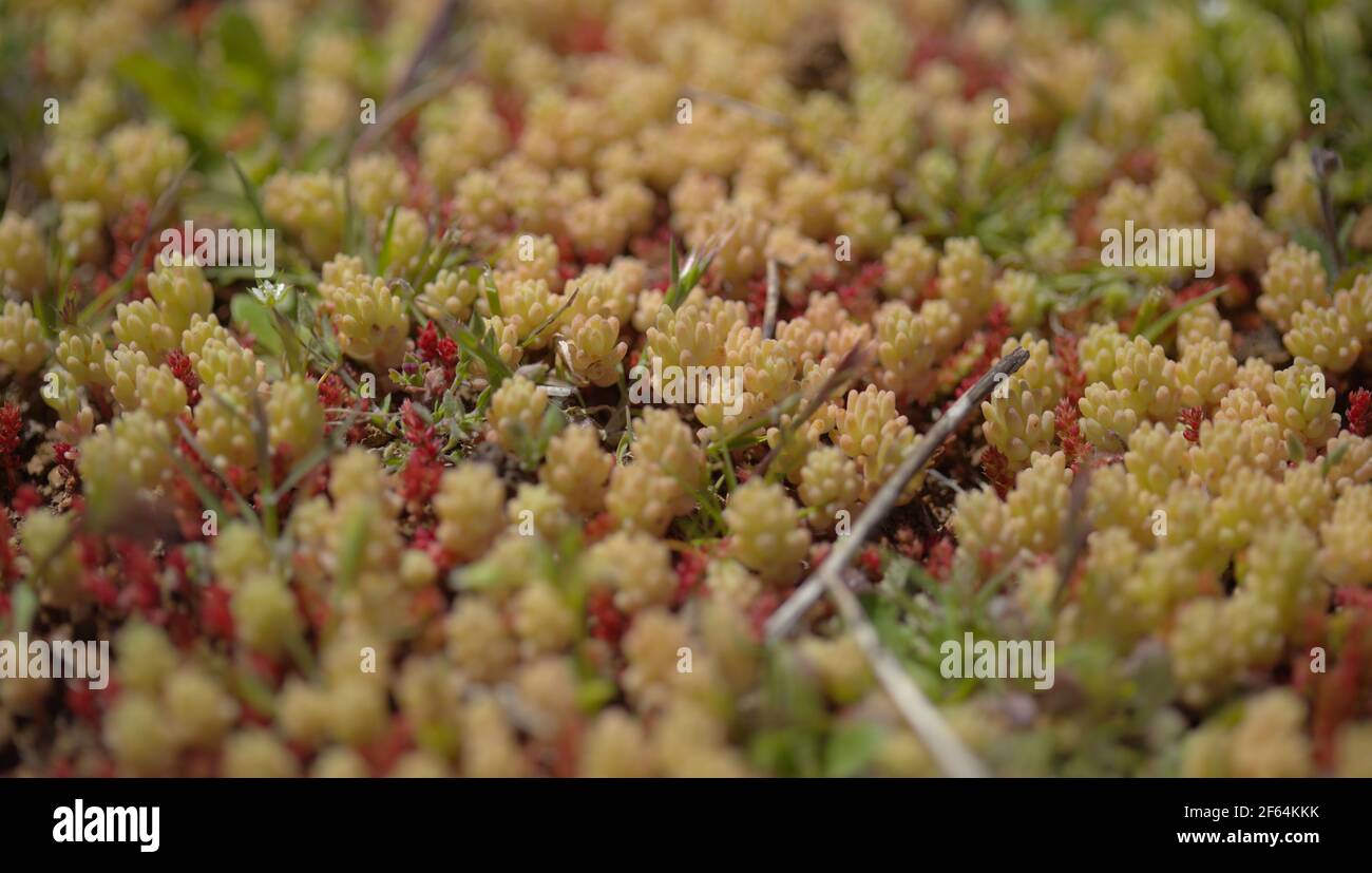 Flora of Gran Canaria -  Sedum rubens, red stonecrop, natural macro floral background Stock Photo